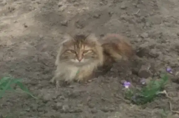 Пропала кошка на Байкальском тракте, звоните!
