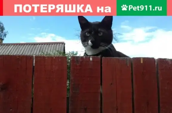 Пропал кот в Бабаево, Устюженский тракт.
