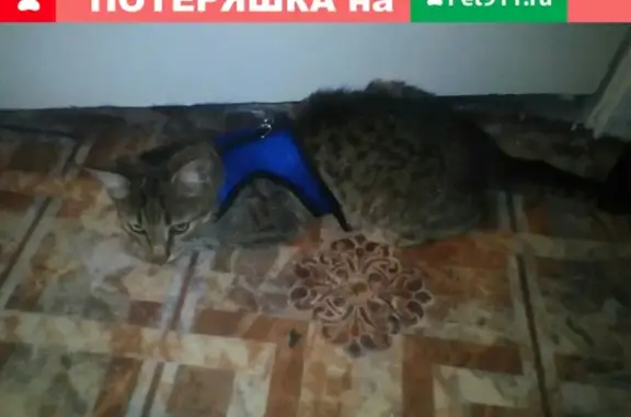 Пропал кот с кривым хвостом в Михальчиково, Кстово
