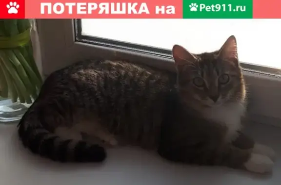 Пропала кошка на ул. Чулымская [Томск]