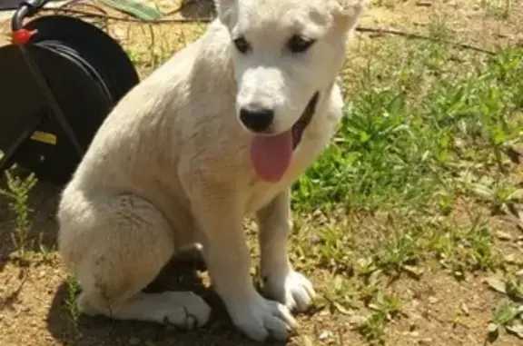 Найден щенок Алабая в Угдане, Чита
