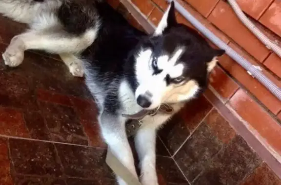 Пропала черно-белая собака в Сергиевом Посаде