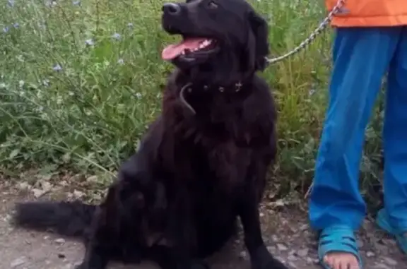 Найдена собака в Тамбове, ищем хозяев!