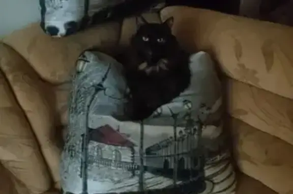 Кошки потеряшки, Санкт-Петербург, фото: Потеряшка кошка в садоводстве Назия, массив Химик