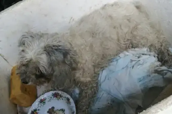 Найдена старая собака в Тамбове, ищем хозяина.