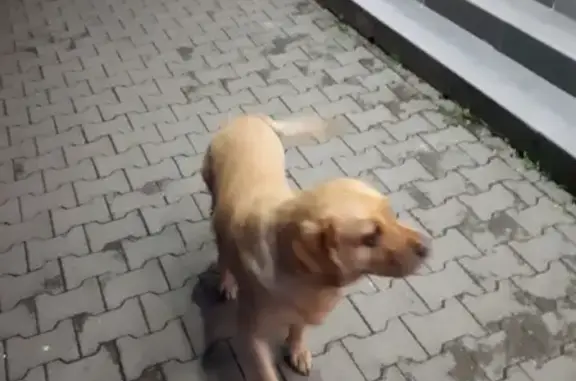 Найдена собака на ул. Шеронова и Гамарника