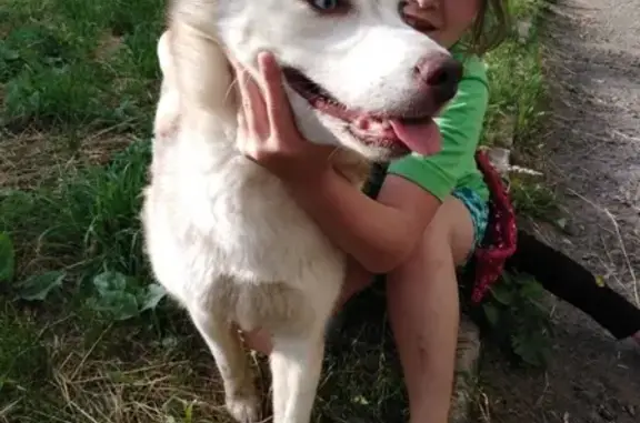 Найдена собака хаски в районе ОЦМ, Россия, Киров