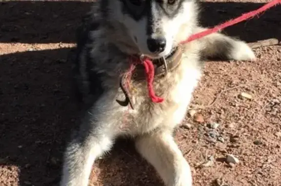Найдена собака в лесу напротив дома Чистяковой, Одинцово