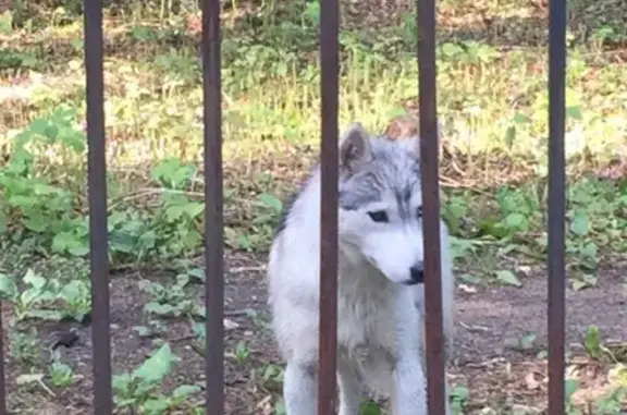 Найдена собака в Малаховке, ищем хозяина