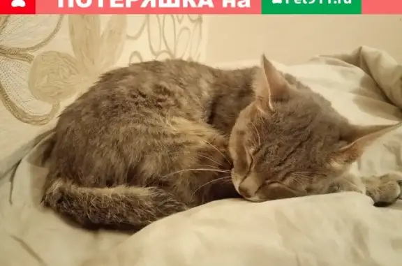 Найдена кошка на углу Пролетарской и Горького, возле ТЦ Сезон