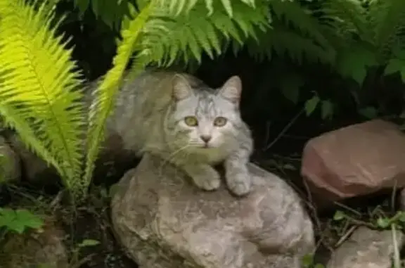 Пропала кошка Кэти в Лобне, Московская область
