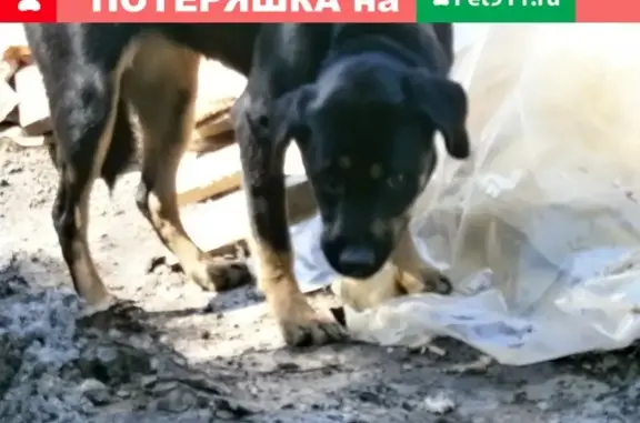 Найдена собака на ул. Юбилейной в Советском р-не