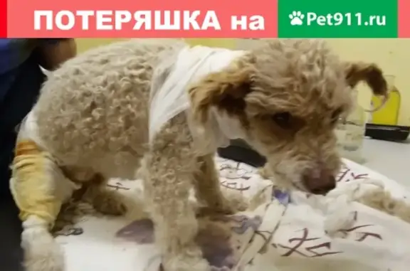 Найден пёс в Великом Новгороде