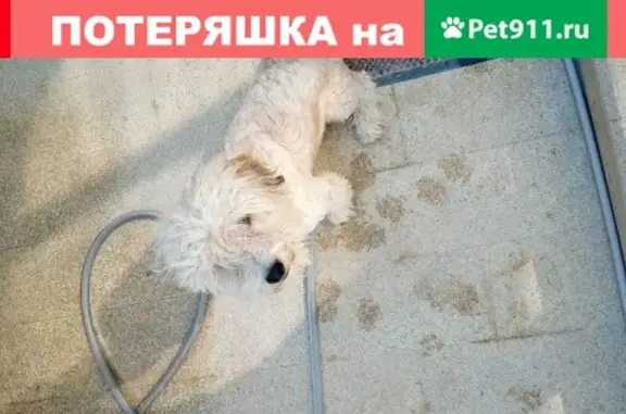 Собака найдена в Витязево, Краснодарский край