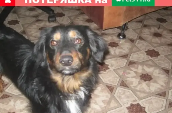 Пропала собака ГАРИК в Череповце!