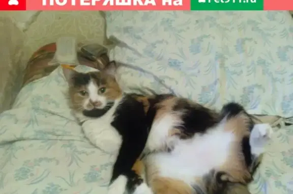 Пропала кошка в Березниках на Льва Толстого 21
