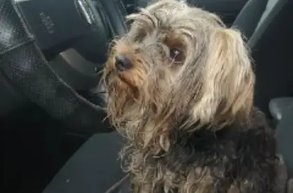 Собака йоркширский терьер найдена на трассе Омского Кировского округа.