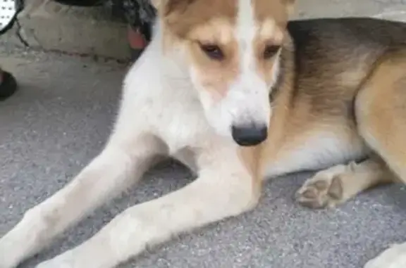 Найден пёс на ул. Бородина, Кировский район, 2 июля.