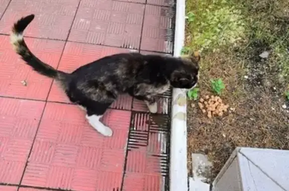 Пропала кошка возле ТЦ Виолина в Чите, ищем хозяина