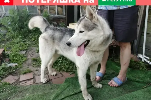 Собака найдена на 4 Челюскинцев, Омск