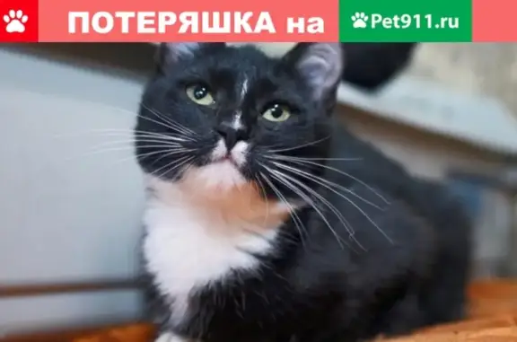 Пропала кошка в поселке Фрунзе, Ивановская область. Номер телефона: [нужно вставить номер телефона]