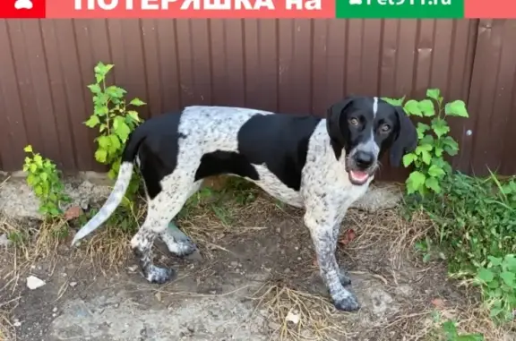 Найдена собака без клейма в Краснодаре, ищут хозяев
