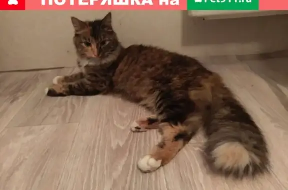 Найдена кошка на Лукинской 9