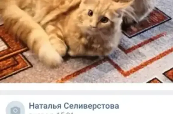 Пропала кошка на 18 км дороги Осташков - турбаза Сокол, Россия, Тверская область