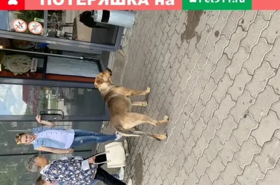 Собака без ошейника возле ТК Ильинский рынок, г Уфа, Россия