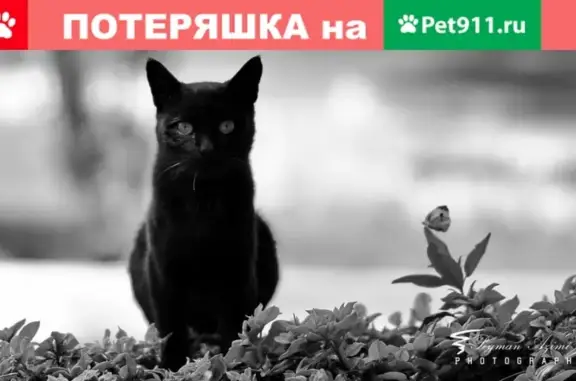 Пропала кошка возле ул. Суворовской, Новороссийск