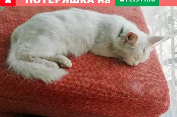 Утеряна белая кошка с голубыми глазами в Камышине, Волгоградская область