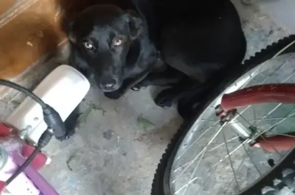 Найдена собака на Калининградском шоссе