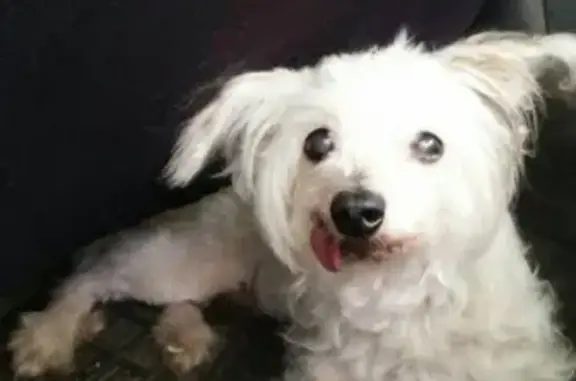 Собака найдена в Калининском районе, Донецк