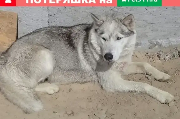 Собака хаска найдена в Солнечном, Сургут.