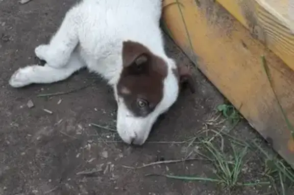 Найден щенок на улице в Воткинске