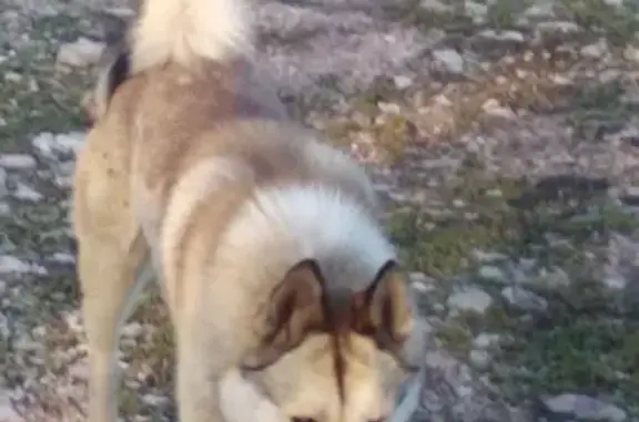 Пропала собака в Азнакаево, Республика Татарстан