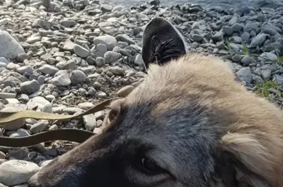 Пропала собака в Сочи - щенок алабай с кавказцем, 4 месяца.