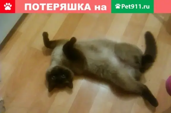 Пропала сиамская кошка в Тольятти, помогите найти!