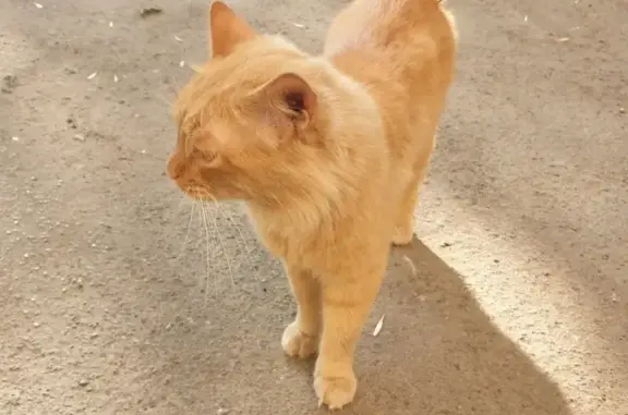 Найден кот на Чернореченской, Россия, Самара