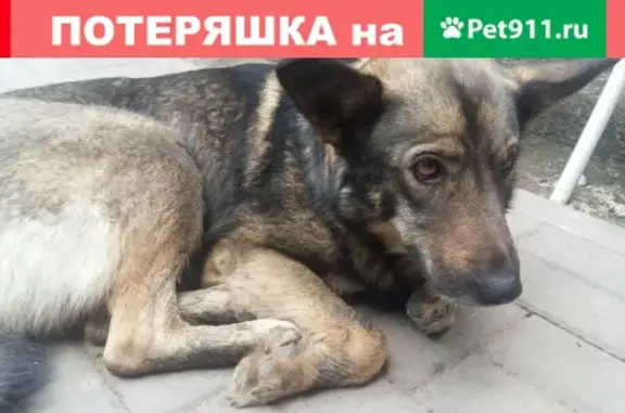 Найдена собака по адресу 20 партъсзда в Омске