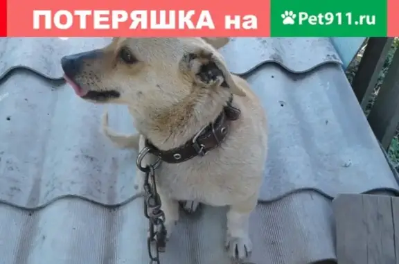 Пропала собака Цезарь в районе леса Сенцова
