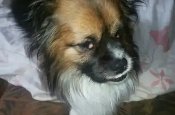 Собаки потеряшки, Калининград, фото: Потеряшка собака Арчи в районе Южного парка