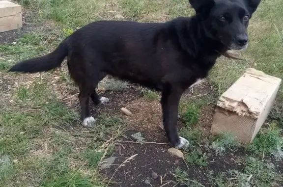 Собака с ошейником найдена в Аркаиме, Башкортостан.