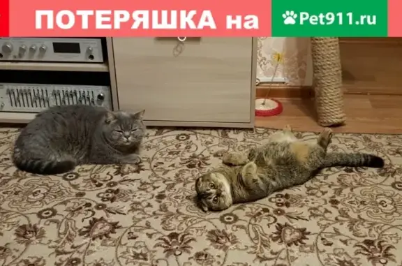 Пропала кошка в Череповце, М. Горького 39 - вознаграждение!