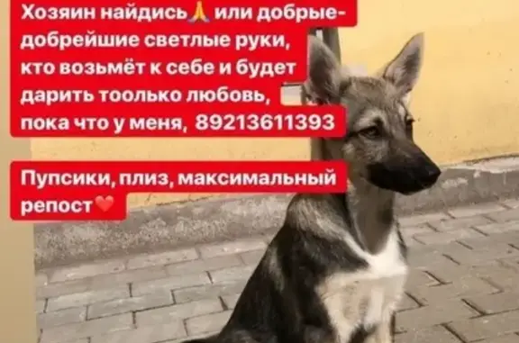 Найдена собака на Гороховой в СПб
