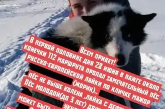 Собаки потеряшки, Пажга, фото: Потеряшка собака в Пажге, ищем русско-европейскую лайку по кличке Жорик (Мажор)