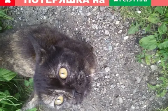 Найдена кошка в Тюмени, микрорайон Парфёново