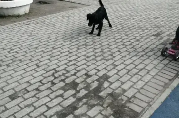 Собака без сопровождения найдена в Мурманске