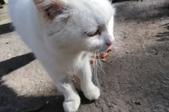 Найден белый кот в Всполье, ищут хозяев.