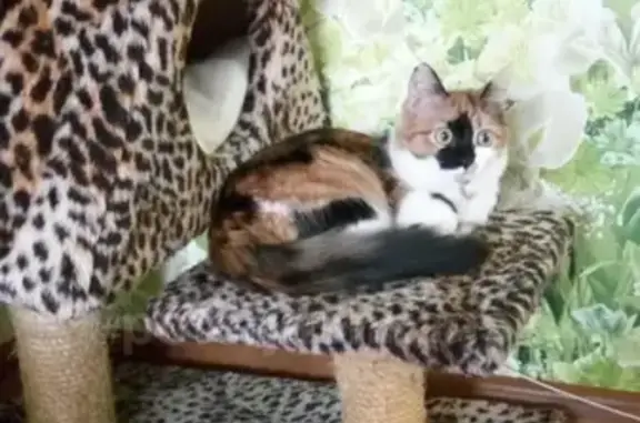 Кошки потеряшки, Новосибирск, фото: Потеряшка кошка на Российской в Гнесинки